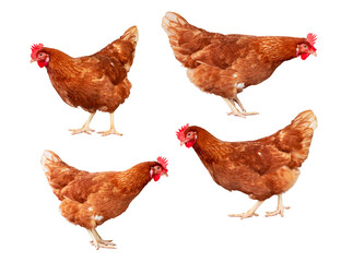 Chicken, Set of Full body of orange and brown chicken hen standing and walking isolated transparent...