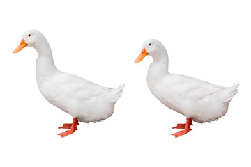 White domestic duck standing isolated on transparent background. White duck with orange beak and...