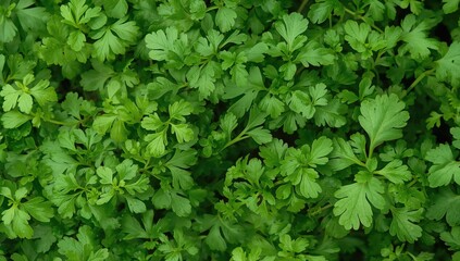 Bright green fresh cilantro leaves and stems, often used for garnishing and flavoring meals. Packed with antioxidants, vitamins, and minerals.