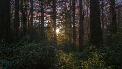 Obraz premium Morning light streams through the trees in a woodland