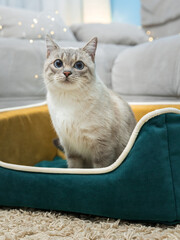 Thai cat sleeping on sofa in the house. White Tabby cat sitting near grey the sofa.