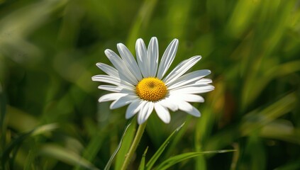 Obraz premium Beautiful daisy glistening on lush green grass, ideal for seasonal themes