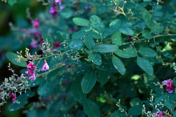 雨上がりの雫が美しいヤマハギ