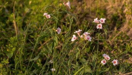 Field bindweed flowers, Convolvulus arvensis blooms, outdoor plant growth, seasonal change