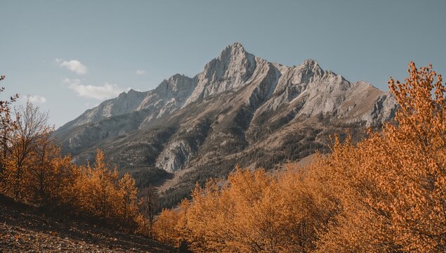 Golden larch trees in fall surrounding a towering mountain summit in a remote alpine area. Peaceful wilderness landscape.
