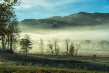 misty morning in the forest