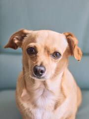 Small tan dog looking at camera indoors on a mint green sofa