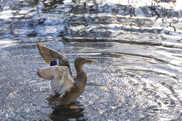 A mallard duck spread its wings above the water's surface. The wild bird takes off from the lake