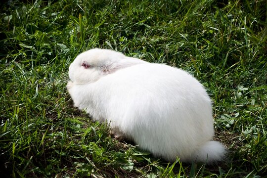 White rabbit resting on green grass, close-up