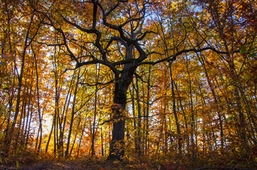 An old oak tree against the backdrop of a colorful autumn oak grove. Nature Reserve, Kyiv, Ukraine
