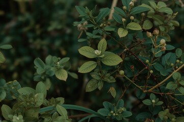 Obraz premium Tiny Foliage Within A Backyard