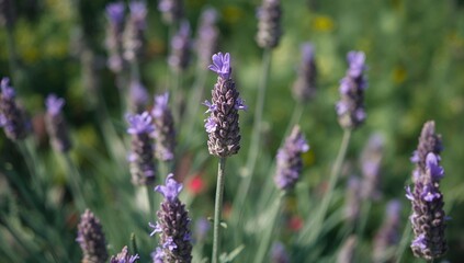 French lavender blooms from May to July, highlighting seasonal change