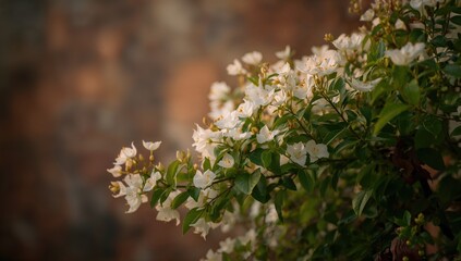 Bougainvilleas in a vibrant mix of colors, adding a lively touch to natural flora
