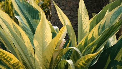 The unique leaf design of Alpinia zerumbet showcasing a fusion of pale yellow and green hues creating a mosaic stripe