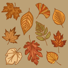 Cozy Fall Leaf Illustration Collection