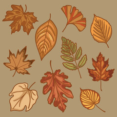 Cozy Fall Leaf Illustration Collection