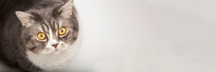 A British shorthair cat looking up on a white background, top view, empty space for text, white studio background