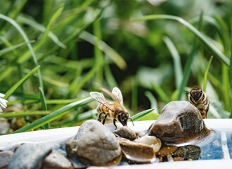 Two bees are drinking water from a shallow dish filled with rocks. They are in a garden setting with green grass visible in the background during daytime