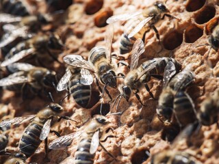 A close-up shot depicts numerous honey bees as they crawl on the hexagonal wax cells of a honeycomb inside a hive. The scene takes place during a sunny Summer day