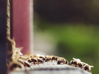 Bees cluster around the opening of a wooden beehive. The insects are flying and crawling, appearing busy and active in their daily routines as a colony