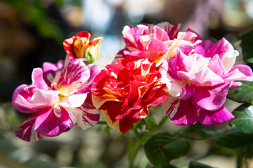 Obraz premium bright floral display, colorful roses in sunlight, sunlit pink coral bouquet with layered petals