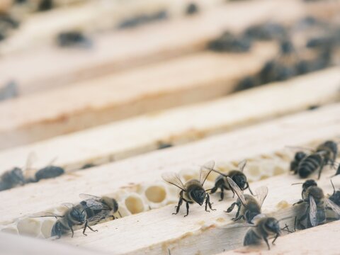 Several bees are visible on wooden frames. They are walking on the honeycomb, likely inspecting or maintaining the cells within the beehive
