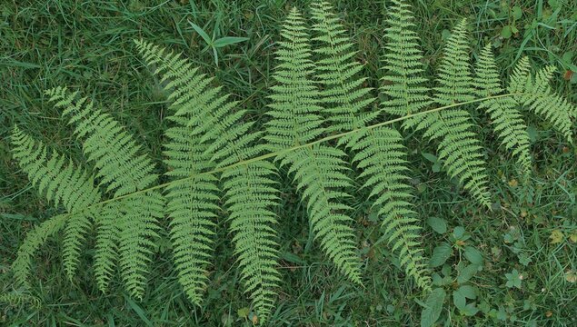 Pteris tremula: A Fern Species from the Pteridaceae Family Found in Shaded Forests