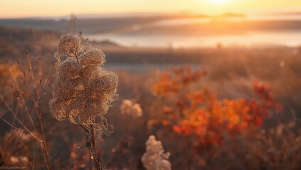 Even a withered plant holds charm! nature, landscape, autumn, dry vegetation