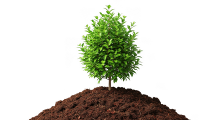 Plant growing from soil concept agriculture growing plant life growth and future