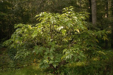 Obraz premium Tree with damaged foliage and holes in leaves caused by pests