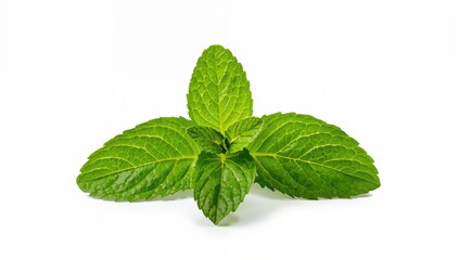 Fresh mint leaves on a white background with clipping path, high-quality food photo