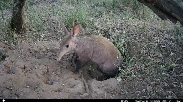 Aardvark, Orycteropus afer, emerging from a burrow at sunset.