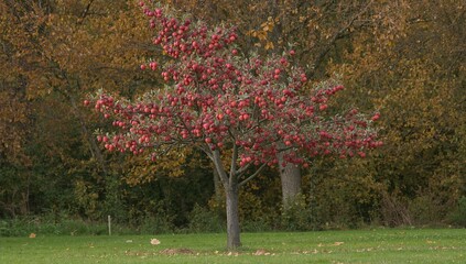 Naklejka premium Red autumn apples of the Malus 'Pinova' variety