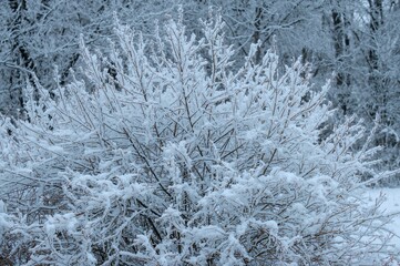 Bush branches coated with snow and rime ice. Stunning winter scenery featuring frost-covered twigs.