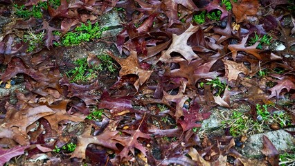 Wet Colorful Autumn Leaves on the Ground — Seasonal Fall Background