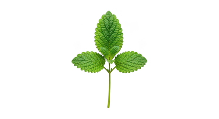 Fresh Lemon Balm Sprig Isolated On Black Background