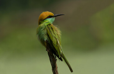 Green Bee-eater (Merops orientalis) perched on a branch in natural habitat