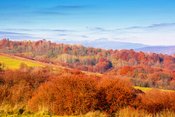 Fototapeta premium scenic mountain landscape in autumn. epic alpine scenery of carpathians with distant smooth peak under blue sky. beech forest in colorful foliage during fall season. amazing place on a sunny morning