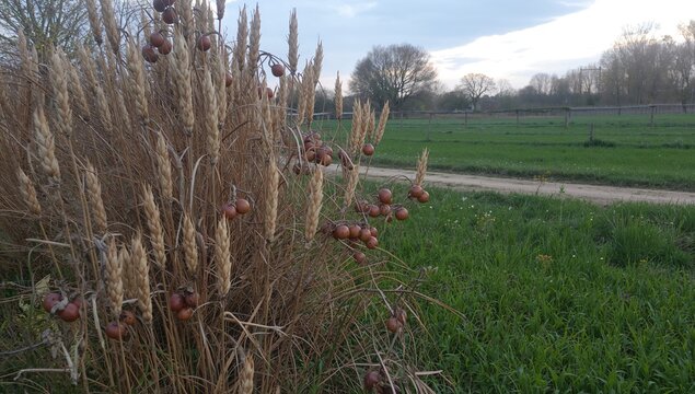 Dry cockleburs, the brown fruits of the burdock plant near a wheat field in early spring, seasonal change