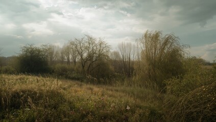 Fototapeta premium Field Overrun by Willows and Goutweed on a Gloomy Day, Erosion Risk