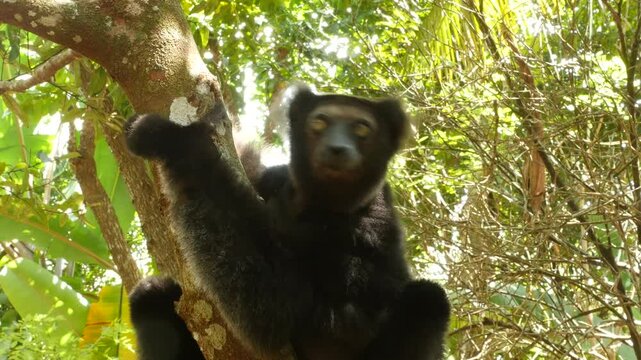 Lemur indri with baby sitting in the tree looking around, close 19