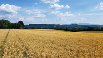 Fototapeta premium Mature cereal crops with rolling hills beyond