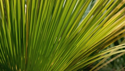 Obraz premium Close-up of a verdant palm leaf showcasing natural bio patterns for botanical design