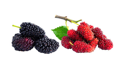 Two Mulberry Fruit Variations – isolated on transparent background (2)