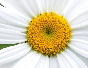 Close-up of a vibrant daisy, featuring white petals radiating from a textured, yellow central core