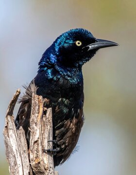 Close-up of a common grackle perched on weathered wood with iridescent feathers