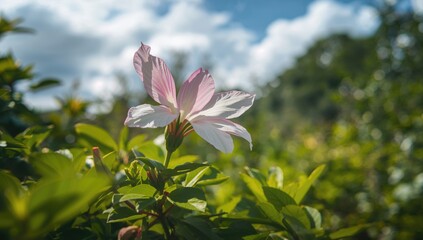 Fototapeta premium White and Pink Blossoms Against a Clear Sky