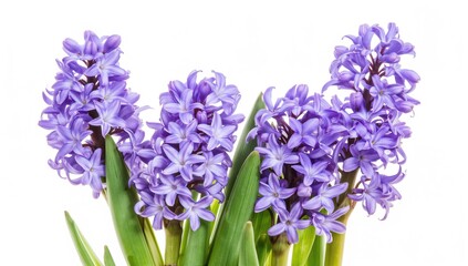 Obraz premium Vibrant hyacinth blooms against a white backdrop, ideal for floral design applications