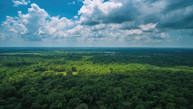 Aerial perspective of a lush green forest juxtaposed with land, emphasizing ecological preservation and environmental protection