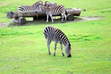Zebras Grazing in a Lush Green Field